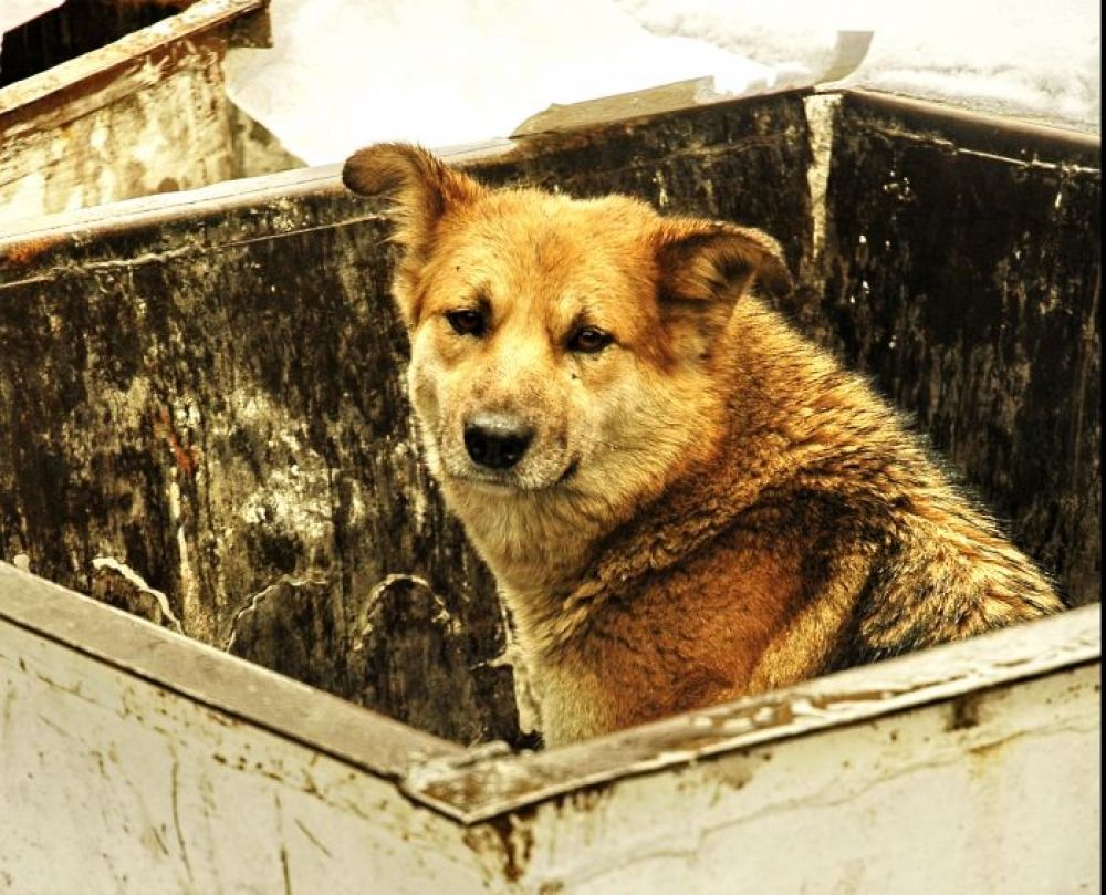 Фото бездомных собак на улице